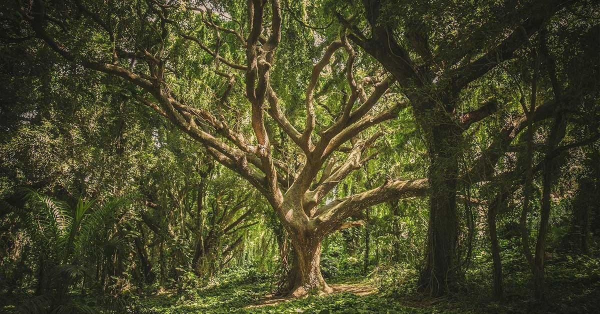 How trees impact our health?