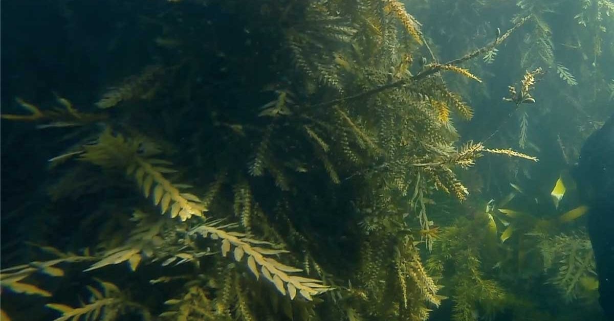 Kelp Forests - a degree yard at risk