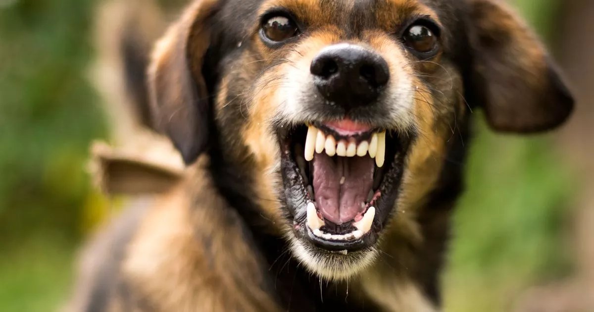 How many common is Rabie? Since the UK tourist dies following the dog contact