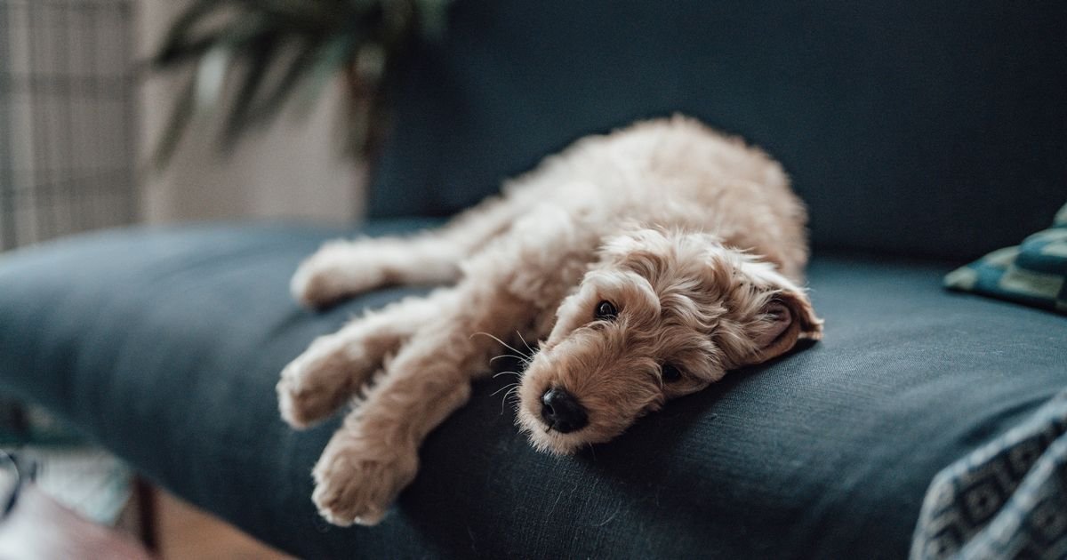 Don't ignore six signs of 'Demy Deni' says Vet - including sleep change