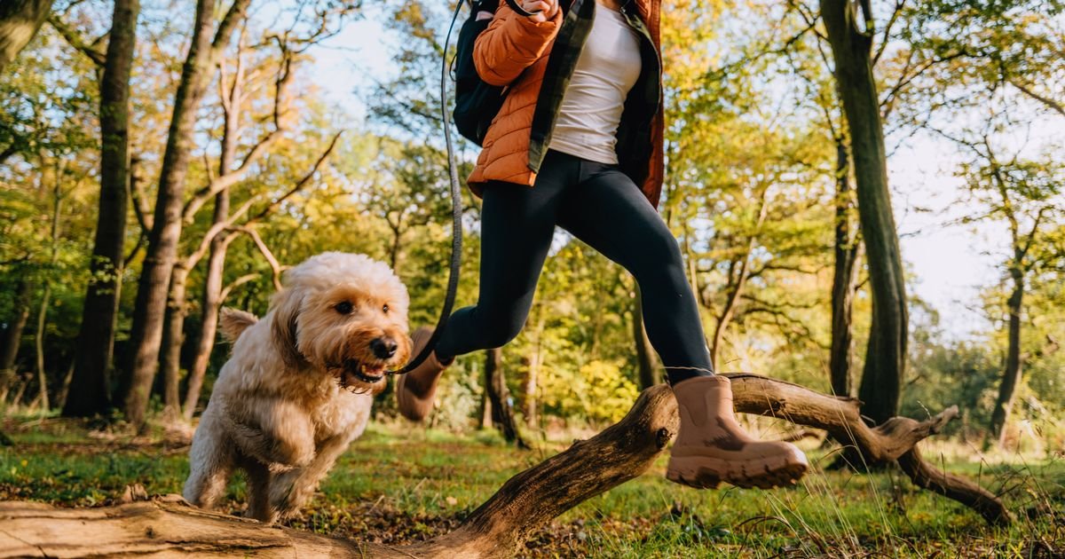 Nounic names seven domestic pet owners have to look into the summer
