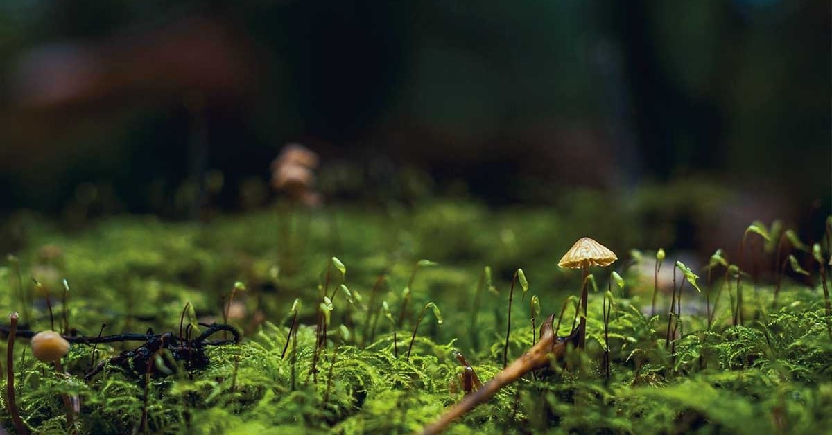 The world of fungi - Aliva magazine